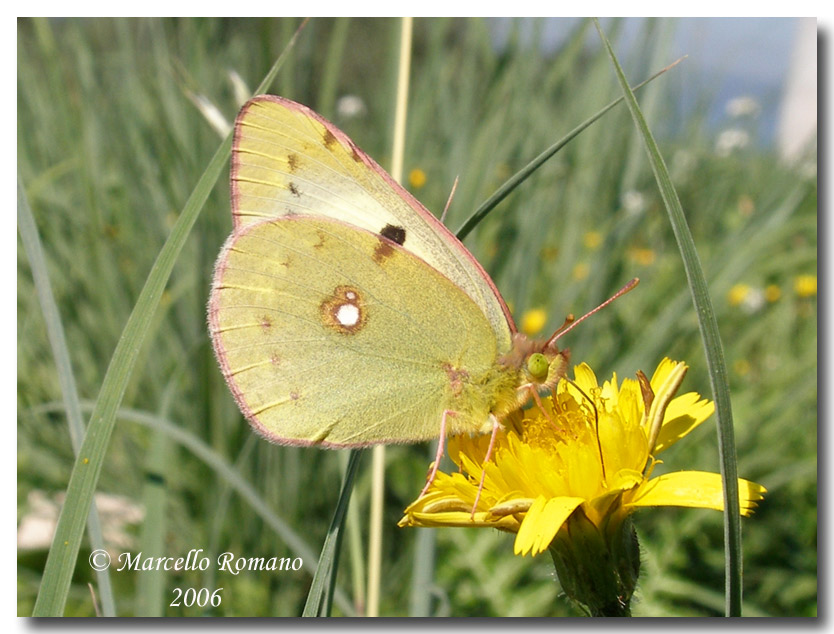 Autunno...caldo (ovvero:  farfalle fotografate oggi)